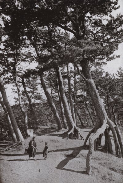 Shizu-ura Çamları (s/b fotoğraf) by Herbert Ponting