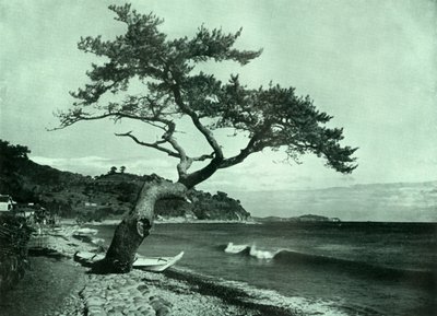 Ağaç ve Dalga, 1910. by Herbert Ponting