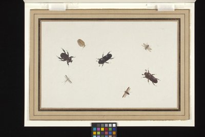 Study Of Beetles And Moths (Beyaz serilmiş hollandalı kağıt üzerine guaj ve sulu boya) by Herman Henstenburgh