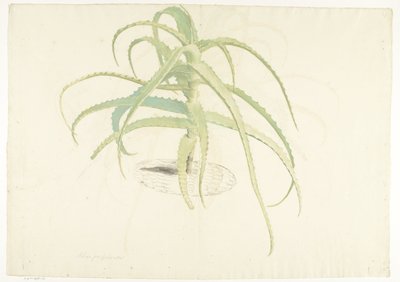 Aloe yaprakları by Herman Saftleven