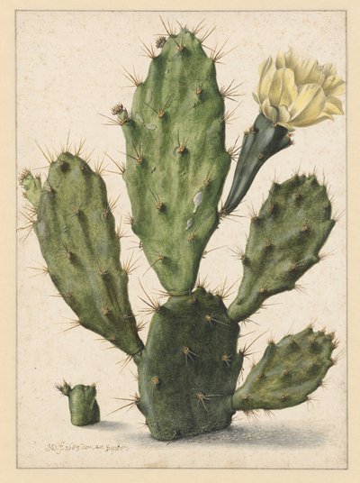 Bloom Armut Kaktüs by Herman Saftleven