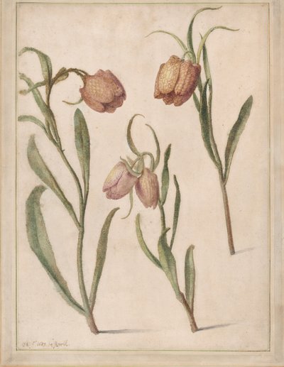 Üç Fritillary Çalışması, 1683. by Herman Saftleven the Younger