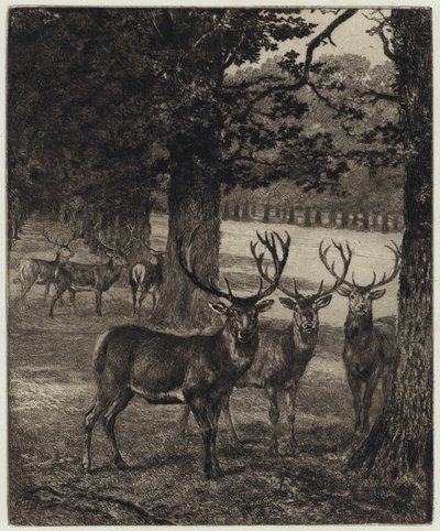 Windsor Park'ta Geyik (gravür) by Heywood (after) Hardy