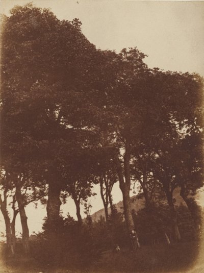 [Bonaly