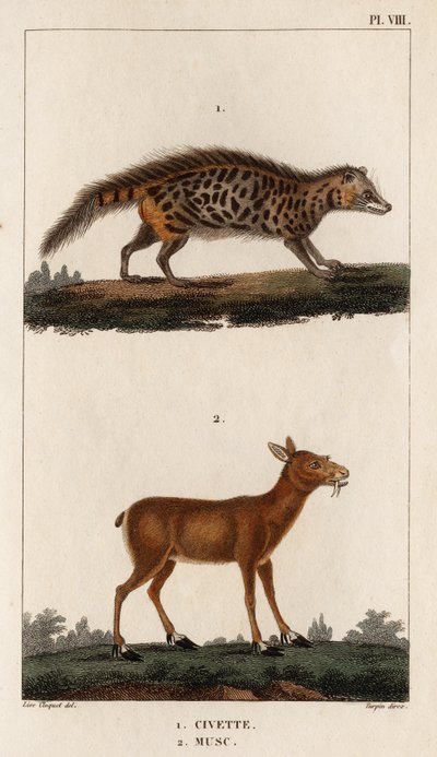 Civet ve Misk.” “Fauna des Mdecins veya Hippolyte Cloquet tarafından hayvanların ve ürünlerinin tarihi” - Cilt 6 - 1825. by Hippolyte Cloquet