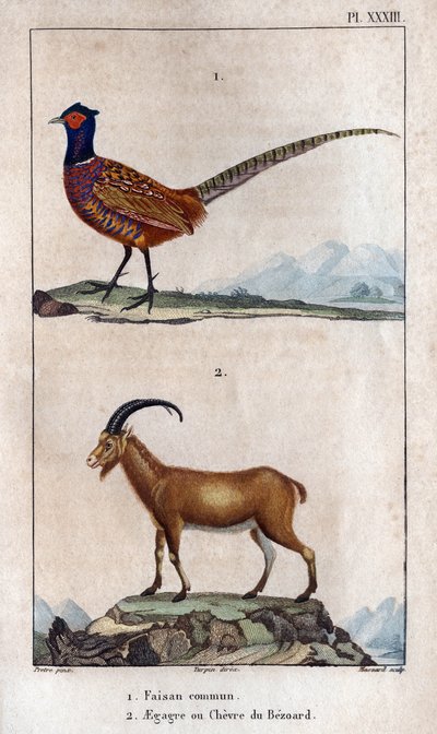 Sıradan sülün ve Bezoard
