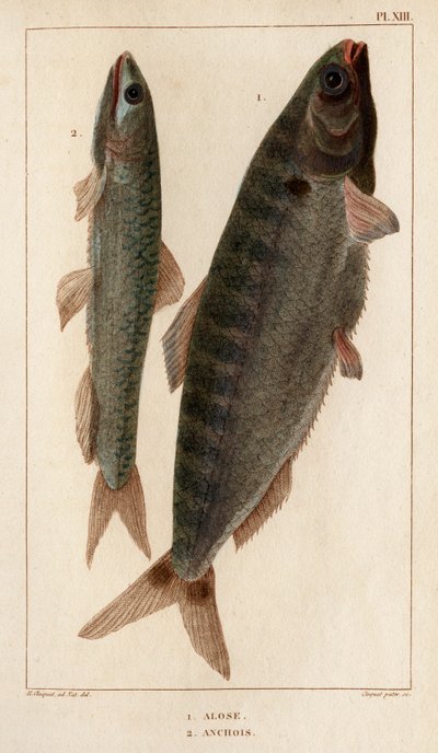 Shad ve Hamsi.” “Fauna des Mdecins veya hayvanların tarihi ve Hippolyte Cloquet tarafından ürünleri” - Cilt 6 - 1825. by Hippolyte Cloquet