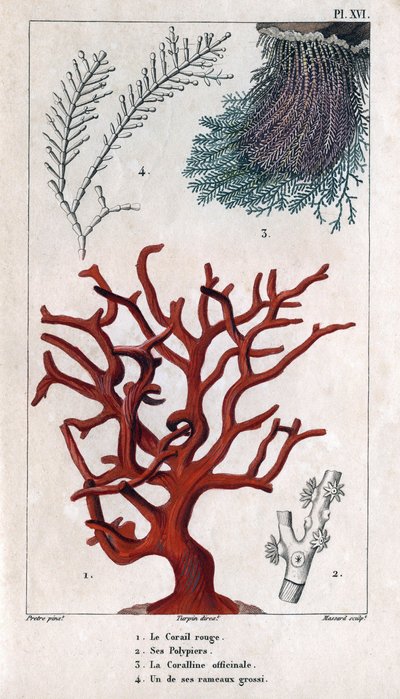 Red Coral, Polypiers, Coralline officinale, kaba dallardan biri. “” Rıhtım Faunası veya Hippolyte Cloquet tarafından Hayvanların ve Ürünlerinin Tarihi”” - Cilt 6 - 1825. by Hippolyte Cloquet
