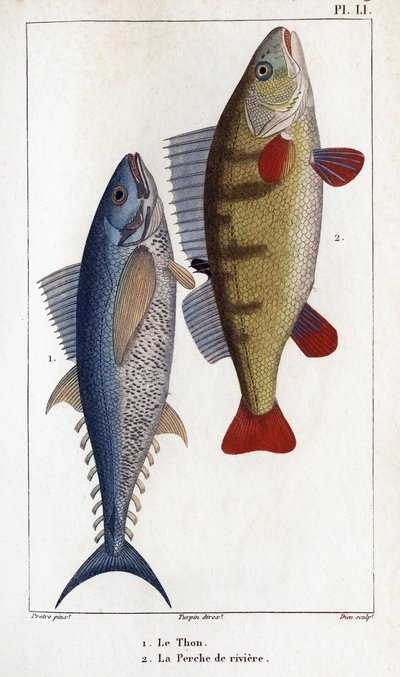 Tuna ve Nehir Levrek.”” Hippolyte Cloquet tarafından doktorların faunası veya hayvan tarihi ve ürünleri”” - by Hippolyte Cloquet
