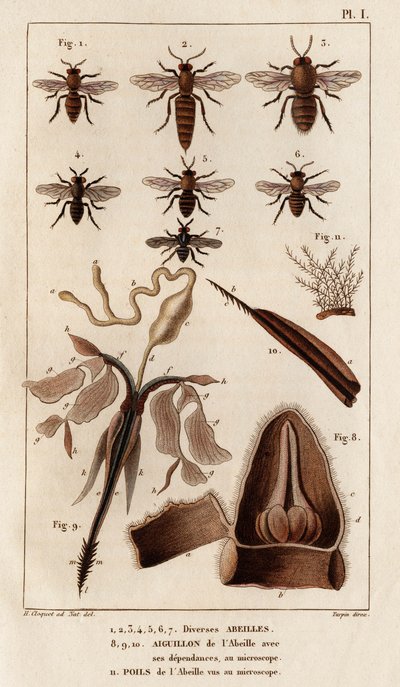 Çeşitli arılar.” “Fauna des Mdecins veya hayvanların tarihi ve Hippolyte Cloquet tarafından üretilen ürünler” - Cilt 6 - 1825. by Hippolyte Cloquet
