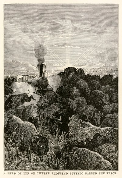 On ya da on iki bin bufalo sürüsü, Jules Verne (1828-1905) tarafından Seksen Günde Devri Alem