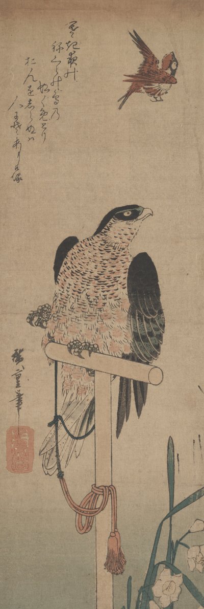 Levrek, Serçe ve Nergis Üzerindeki Şahin by Hirokage Utagawa