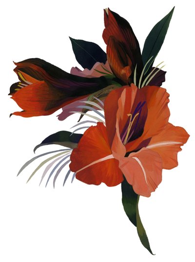 Amaryllis