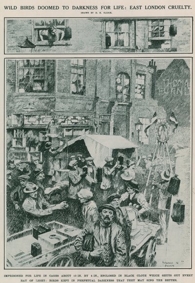 Ömür boyu karanlığa mahkum edilen yabani kuşlar: Doğu Londra zulmü (gravür) by Howard K. Elcock