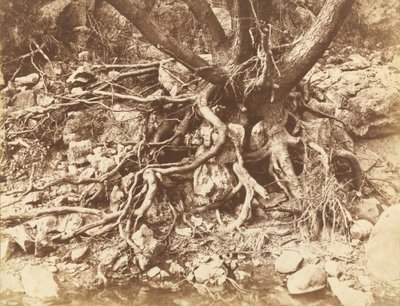 Kökleri Dolaşan Ağaç, 1853. by Hugh Owen