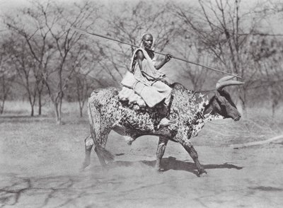 Afrika: Aulad Hamid öküz sürücüsü (b/w fotoğraf) by Hugo Adolf Bernatzik