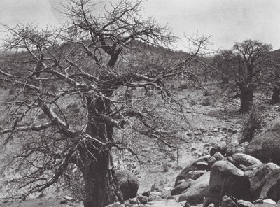Afrika: Baobab ağacı, Dar Nuba (b/w fotoğraf) by Hugo Adolf Bernatzik