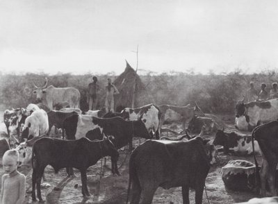 Afrika: Bahr el Zeraf nehri kıyısındaki sığır çiftliği (siyah-beyaz fotoğraf) by Hugo Adolf Bernatzik
