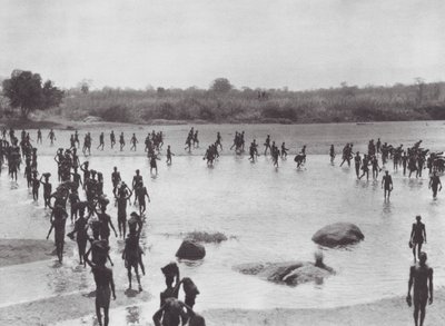 Afrika: Morus Amadi yakınlarında bir köprü inşa ediyor (b/w fotoğraf) by Hugo Adolf Bernatzik