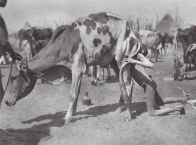 Afrika: Kuzey Dinka bir ineği üflüyor (s/b fotoğraf) by Hugo Adolf Bernatzik