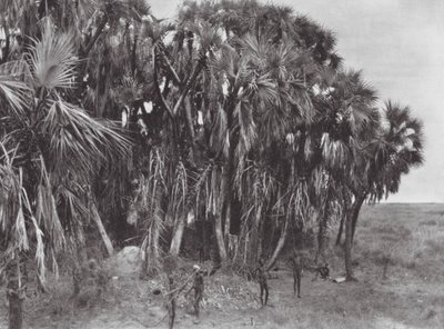 Afrika: Palmiye ağacında Nuer avcıları (b/w fotoğraf) by Hugo Adolf Bernatzik