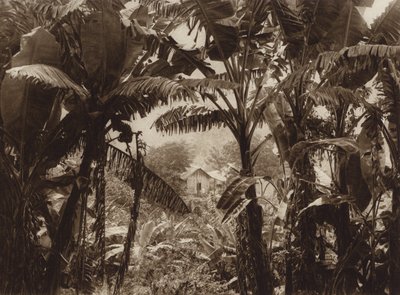 Meksika: Atoyac, Bananos (b/w fotoğraf) by Hugo Brehme