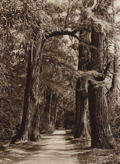 Meksika: Başkent Mejico, Chapultepec Parkı, Alameda de los Filosofos (b/w fotoğraf) by Hugo Brehme
