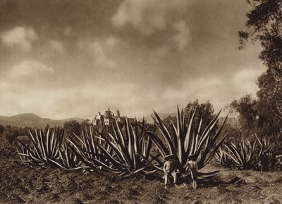 Meksika: Agave tarlaları ile Tepepam çevresi (b/w fotoğraf) by Hugo Brehme