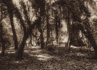 Meksika: Chapultepec parkında pastoral bir yer (b/w fotoğraf) by Hugo Brehme