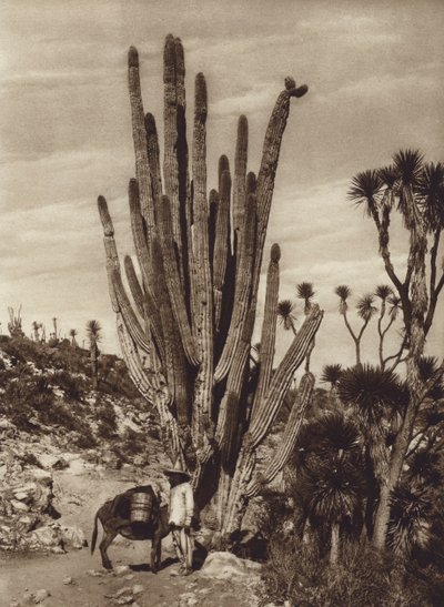 Meksika: "Pilocereus Tetezo" ile Salinas de Tehuacan (b/w fotoğraf) by Hugo Brehme