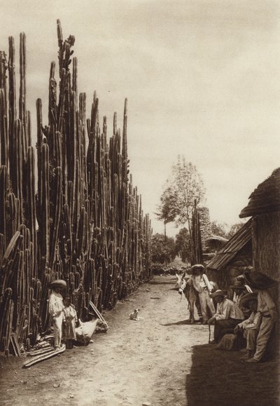 Meksika: Santiago, sütun şeklinde kaktüslerin bulunduğu karakteristik köy sokağı (b/w fotoğraf) by Hugo Brehme