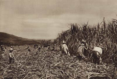 Meksika: Tamasopo, Şeker kamışı hasadı (b/w fotoğraf) by Hugo Brehme