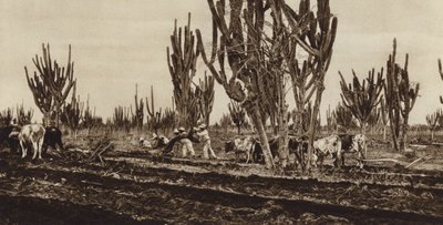 Meksika: Saha çalışması, Sinaloa Eyaleti (b/w fotoğraf) by Hugo Brehme