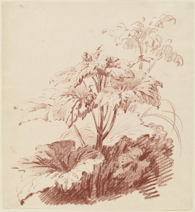 Tomurcuklu Çiçekli Bitki by I Jean Baptiste Hüet