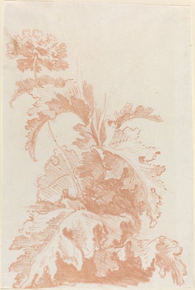 çiçek açan haşhaş by I Jean Baptiste Hüet