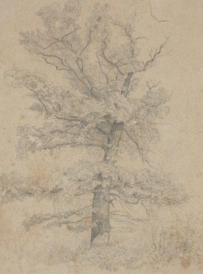 Amerikan Köknar by Ida Weisselberg Hadra