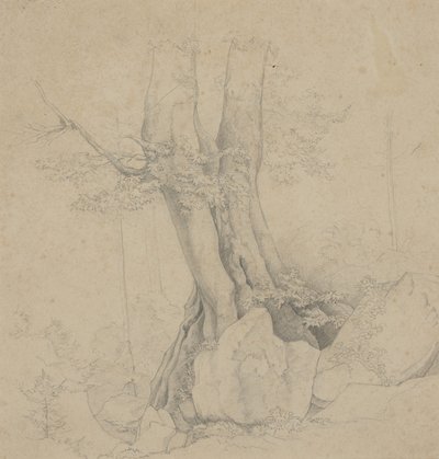 Ağaç ve Kaya by Ida Weisselberg Hadra