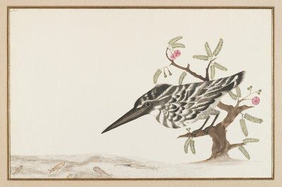 Bir Kingfisher izliyor (kağıt üzerine mürekkep) by Indian School