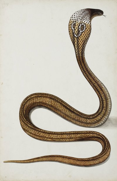 Başlıklı bir kobra (Maja tripudians), 1785-89 (kağıt üzerinde opak wc) by Indian School
