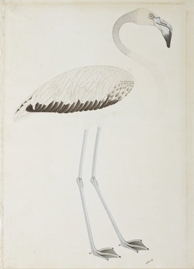 Bir flamingo, c.1780 (kağıt üzerinde opak wc) by Indian School