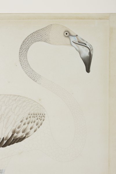 Bir flamingo, detay, c.1780 (kağıt üzerinde opak wc) by Indian School