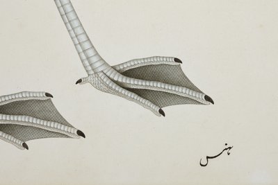 Bir flamingo, detay, c.1780 (kağıt üzerinde opak wc) by Indian School