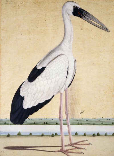 Açık Gagalı Leylek, c. 1780 by Indian School