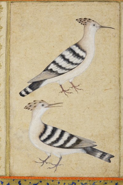 Hoopoes, c.1590 (kağıt üzerinde opak wc ve altın) by Indian School