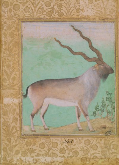 dağ keçisi, Babür by Indian School