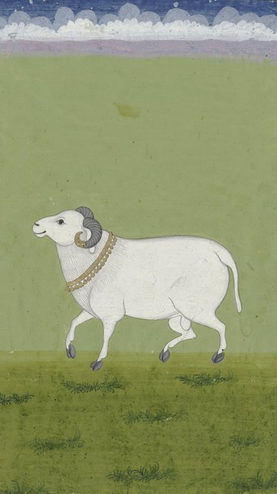 Altın yakalı koç, 1700-1799 by Indian School
