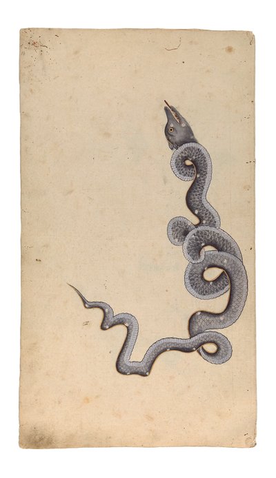 Ejderha Takımyıldızı: al-Tinnin, 1740 (kağıt üzerinde opak wc, mürekkep ve altın) by Indian School