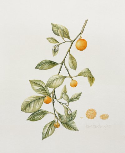 Süs Portakalı, 1995 (wc) by Iona Hordern