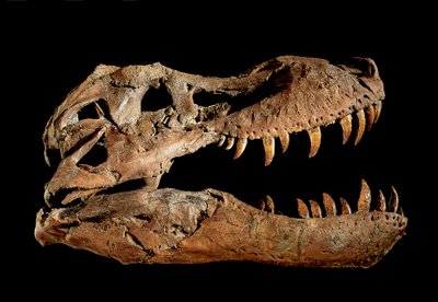 Tyrannosaurus Rex