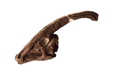 Parasaurolophus, Ontario Kraliyet Müzesi